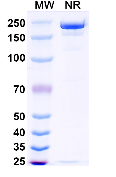 SDS-PAGE for Research Grade Ansuvimab.