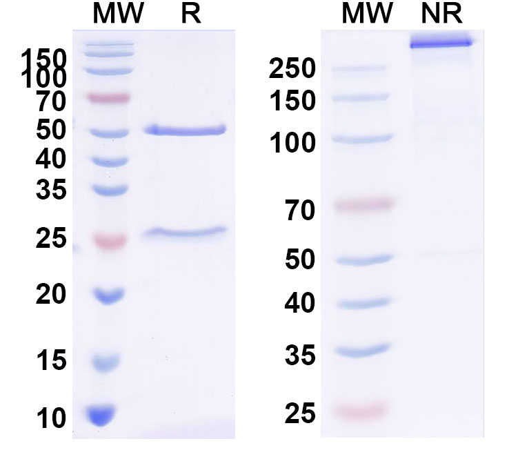 SDS-PAGE for InVivoMAb Anti-ZEBOV GP/Envelope glycoprotein Antibody (Iv0195).