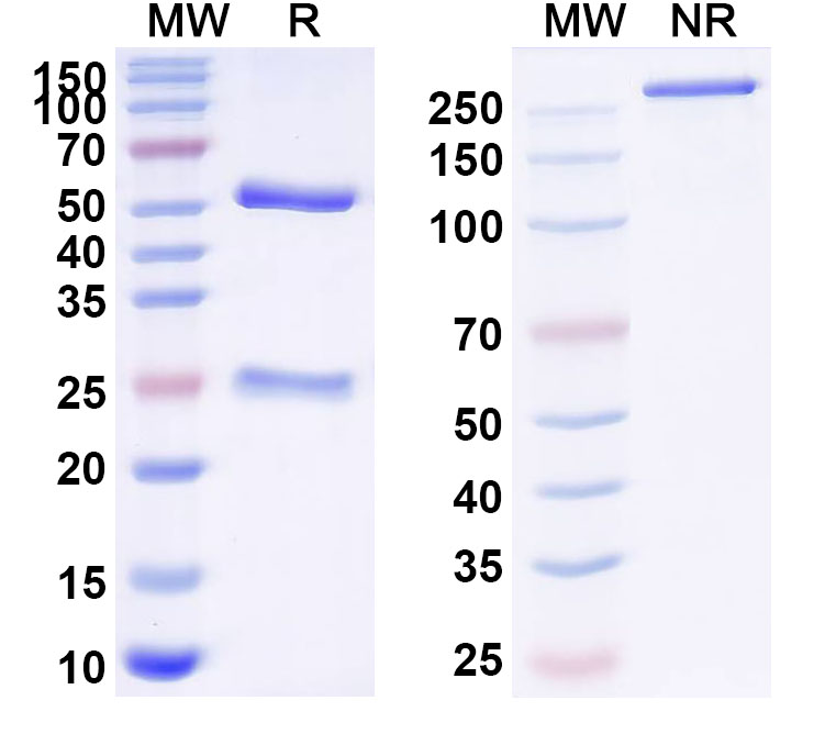 SDS-PAGE for InVivoMAb Anti-ZEBOV GP/Envelope glycoprotein Antibody (Iv0196).