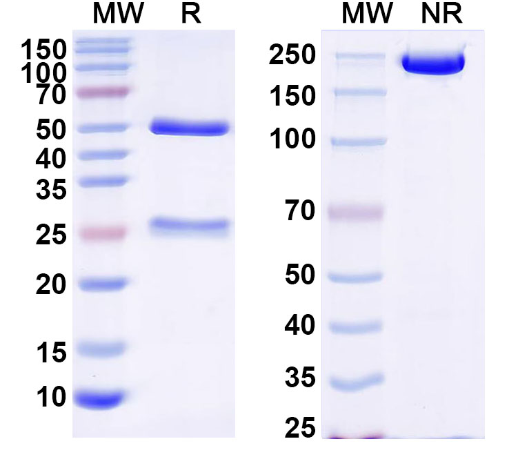 SDS-PAGE for InVivoMAb Anti-ZEBOV GP/Envelope glycoprotein Antibody (Iv0197).