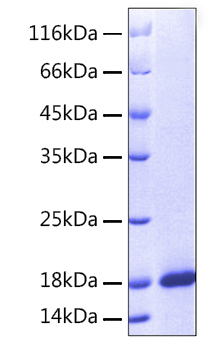 Recombinant Human MANF Protein was determined by SDS-PAGE under reducing conditions with Coomassie Blue.