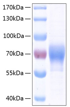 Recombinant Human LILRB2/ILT-4/CD85d Protein was determined by SDS-PAGE under reducing conditions with Coomassie Blue.
