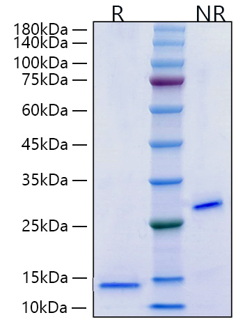 Recombinant Mouse/Rat Mature TGF-beta 2 Protein was determined by SDS-PAGE under reducing (R) and non-reducing (NR) conditions.