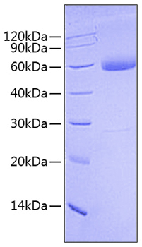 Recombinant Human Mature BMP-9/GDF-2 Protein was determined by SDS-PAGE under reducing conditions with Coomassie Blue.