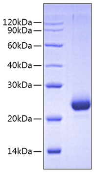 Recombinant Human Mature BMP-10 Protein was determined by SDS-PAGE under reducing conditions with Coomassie Blue.