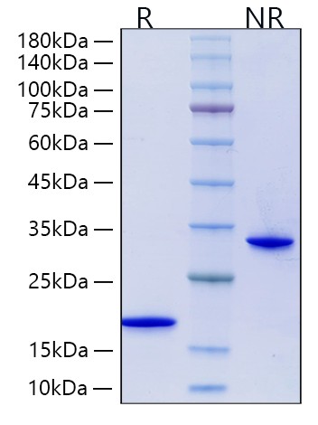 Recombinant Human Mature GDNF Protein was determined by SDS-PAGE under reducing (R) and non-reducing (NR) conditions.