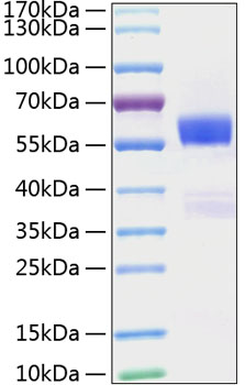 Recombinant Mouse Flt3 ligand/Flt3L Protein was determined by SDS-PAGE under reducing conditions with Coomassie Blue.