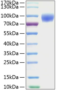 Recombinant Mouse ICAM-1/CD54 Protein was determined by SDS-PAGE under reducing conditions with Coomassie Blue.