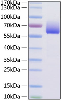 Recombinant Mouse TIM-3/HAVCR2/CD366 Protein was determined by SDS-PAGE under reducing conditions with Coomassie Blue.