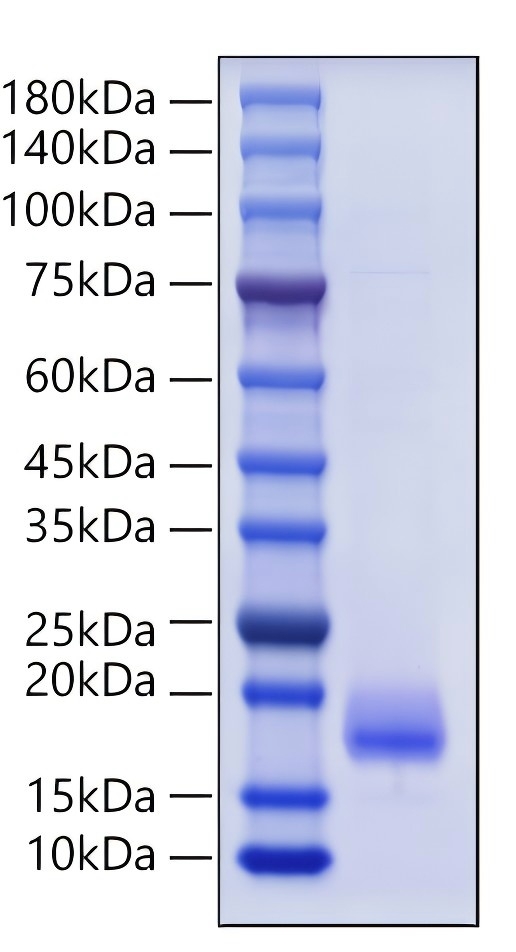Recombinant Mouse IL-4 Protein was determined by SDS-PAGE under reducing conditions with Coomassie Blue.