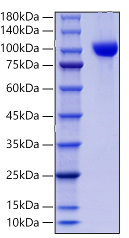 Recombinant Mouse MMP-9 Protein was determined by SDS-PAGE under reducing conditions with Coomassie Blue.
