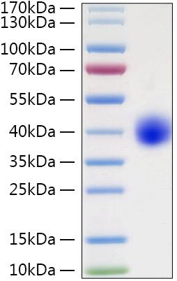 Recombinant Human LILRA5/ILT-11/CD85f Protein was determined by SDS-PAGE under reducing conditions with Coomassie Blue.