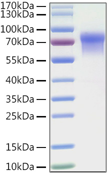Recombinant Human LILRB1/ILT-2/CD85j Protein was determined by SDS-PAGE under reducing conditions with Coomassie Blue.