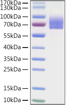 Recombinant Human LILRA2/ILT-1/CD85h Protein was determined by SDS-PAGE under reducing conditions with Coomassie Blue.