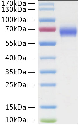 Recombinant Human LILRA3/ILT-6/CD85e Protein was determined by SDS-PAGE under reducing conditions with Coomassie Blue.