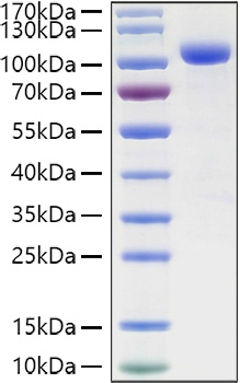 Recombinant Human LILRB2/ILT-4/CD85d Protein was determined by SDS-PAGE under reducing conditions with Coomassie Blue.