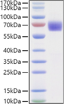 Recombinant Human LILRA6/ILT-8/CD85b Protein was determined by SDS-PAGE under reducing conditions with Coomassie Blue.