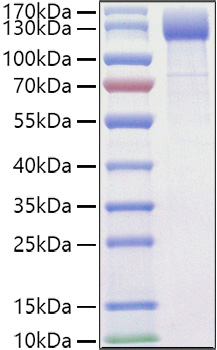 Recombinant Mouse VEGFR-2/KDR/CD309 Protein was determined by SDS-PAGE under reducing conditions with Coomassie Blue.