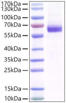 Recombinant Mouse MFG-E8 Protein was determined by SDS-PAGE under reducing conditions with Coomassie Blue.