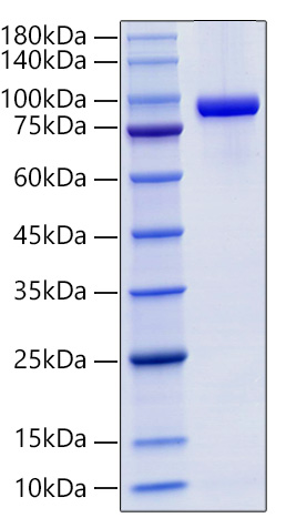 Recombinant Mouse sTfR/CD71 Protein was determined by SDS-PAGE under reducing conditions with Coomassie Blue.