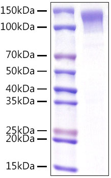 Recombinant Mouse Low-density lipoprotein receptor/LDLR Protein was determined by SDS-PAGE under reducing conditions with Coomassie Blue.
