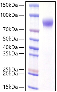 Recombinant Human IFNAR1 Protein was determined by SDS-PAGE under reducing conditions with Coomassie Blue.