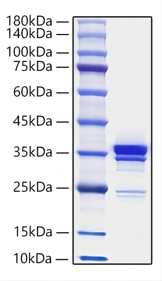 Recombinant Mouse HMGB1 Protein was determined by SDS-PAGE under reducing conditions with Coomassie Blue.