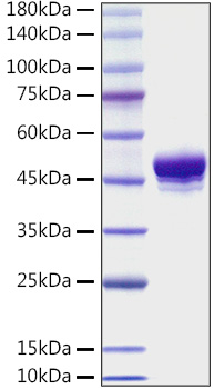 Recombinant Mouse TNFRSF9/4-1BB/CD137 Protein was determined by SDS-PAGE under reducing conditions with Coomassie Blue.