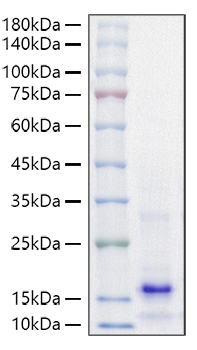 Recombinant Mouse Parathormone/PTH Protein was determined by SDS-PAGE under reducing conditions with Coomassie Blue.