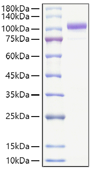 Recombinant Human Lysyl hydroxylase 2/PLOD2 Protein was determined by SDS-PAGE under reducing conditions with Coomassie Blue.