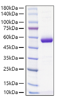 Recombinant Mouse MUP-4 Protein was determined by SDS-PAGE under reducing conditions with Coomassie Blue.