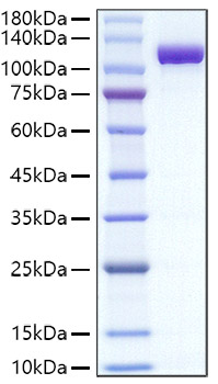 Recombinant Mouse Transferrin/TF Protein was determined by SDS-PAGE under reducing conditions with Coomassie Blue.