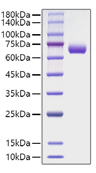 Recombinant Human IFN-gamma R2 Protein was determined by SDS-PAGE under reducing conditions with Coomassie Blue.