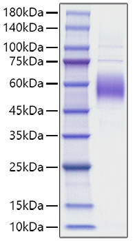 Recombinant Mouse SIRPB1A Protein was determined by SDS-PAGE under reducing conditions with Coomassie Blue.