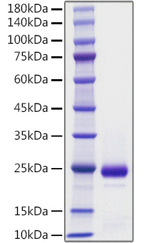 Recombinant Mouse IFN-alpha 2 Protein was determined by SDS-PAGE under reducing conditions with Coomassie Blue.