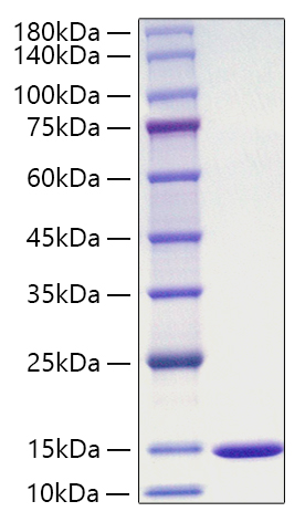 Recombinant Mouse Macrophage migration inhibitory factor/MIF Protein was determined by SDS-PAGE under reducing conditions with Coomassie Blue.