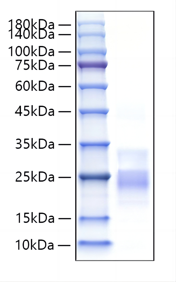 Recombinant Mouse TNFSF8/CD30 Ligand/CD153 Protein was determined by SDS-PAGE under reducing conditions with Coomassie Blue.