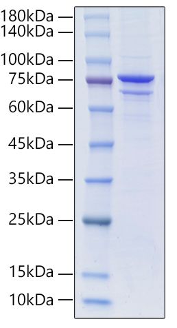 Recombinant African swine fever virus P72/B646L&amp;B602L Protein was determined by SDS-PAGE under reducing conditions with Coomassie Blue.