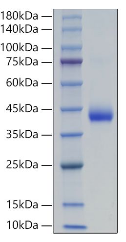 Recombinant Human LH /CGA&amp;LHB Protein was determined by SDS-PAGE under reducing conditions with Coomassie Blue.