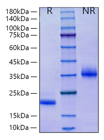 Recombinant Human Mature BMP-7 Protein was determined by SDS-PAGE under reducing (R) and non-reducing (NR) conditions.