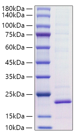 Recombinant Mouse IL-18 Protein was determined by SDS-PAGE under reducing conditions with Coomassie Blue.