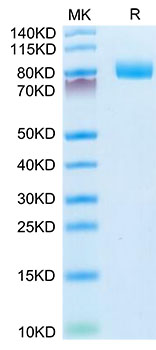 Recombinant Mouse MME/CD10 Protein was determined by Tris-Bis PAGE under reducing conditions.