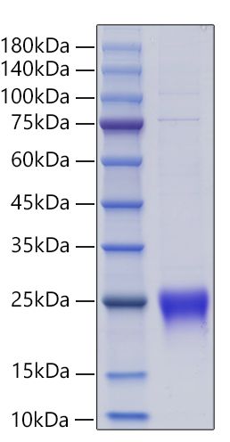 Recombinant Human Lymphotactin/XCL1 Protein was determined by SDS-PAGE under reducing conditions with Coomassie Blue.