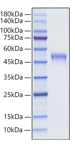 Recombinant Mouse LRG1 Protein was determined by SDS-PAGE under reducing conditions with Coomassie Blue.