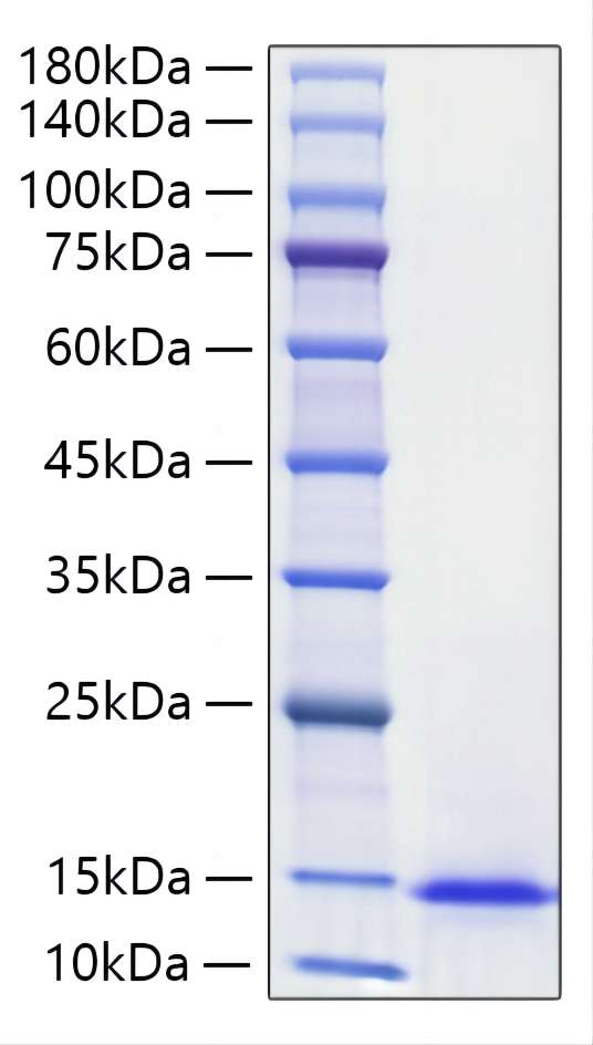 Recombinant Mouse Midkine/MDK Protein was determined by SDS-PAGE under reducing conditions with Coomassie Blue.