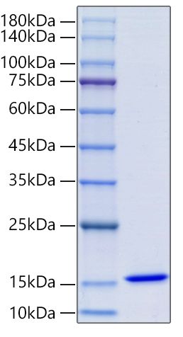 Recombinant Human Macrophage migration inhibitory factor/MIF Protein was determined by SDS-PAGE under reducing conditions with Coomassie Blue.