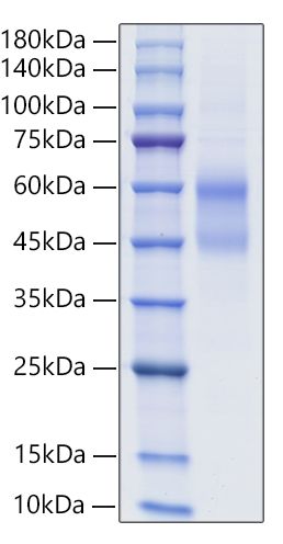 Recombinant Human IgD Protein was determined by SDS-PAGE under reducing conditions with Coomassie Blue.