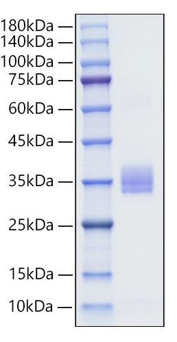 Recombinant Human IgA1 Protein was determined by SDS-PAGE under reducing conditions with Coomassie Blue.