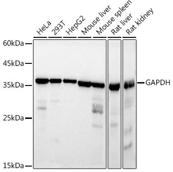 Western blot analysis of various lysates using GAPDH Mouse mAb at 1:10000 dilution incubated overnight at 4°C.|Secondary antibody: HRP-conjugated Goat anti-Mouse IgG (H+L) at 1:10000 dilution.|Lysates/proteins: 25μg per lane.|Blocking buffer: 3% nonfat dry milk in TBST.|Detection: ECL Basic Kit.|Exposure time: 1s.