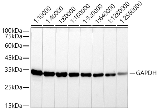 Western blot analysis of lysates from HeLa cells using GAPDH Mouse mAb (High Dilution) at 1:10000-1:2560000 dilution incubated overnight at 4℃.|Secondary antibody: HRP-conjugated Goat anti-Mouse IgG (H+L) at 1:10000 dilution.|Lysates/proteins: 25 μg per lane.|Blocking buffer: 3% nonfat dry milk in TBST.|Detection: ECL Basic Kit.|Exposure time: 20 s.